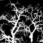 tree-silhouette-1427716-m